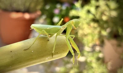 asdfghjkl - Elo elo panie robal #modliszki