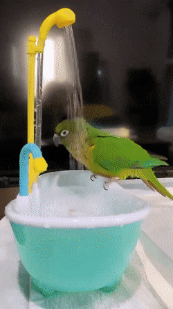 wfyokyga - Papug już po kąpieli i nikt się z nim nie kąpał?