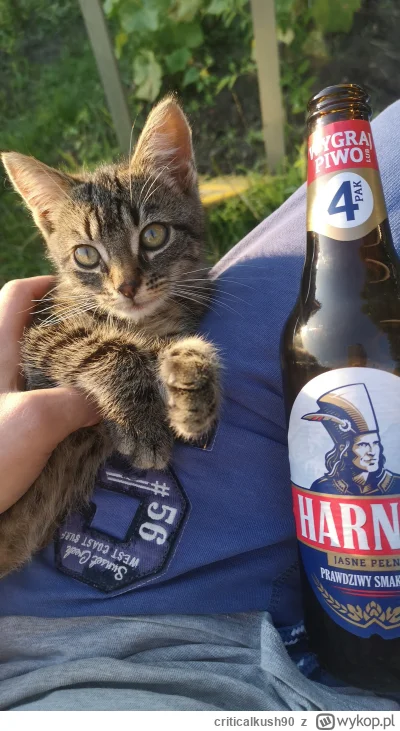 criticalkush90 - A po robocie harnas i saszeta się nalezy
#pokazkota #pokazzurka