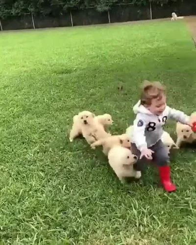 nick-name - Kolejny atak sfory psów na bezbronne dziecko, któremu nie udało się uciec...