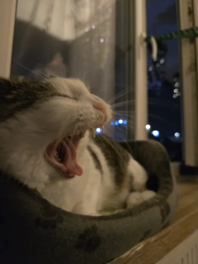 Solsith - #pokazkota #spaslak pora spać(づ•﹏•)づ