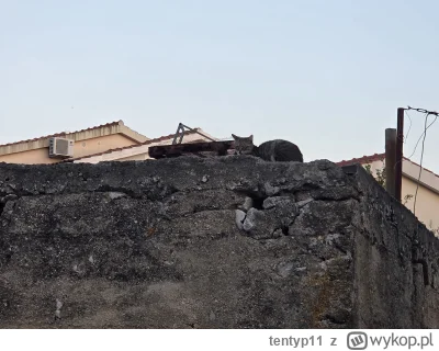 tentyp11 - Dzisiejszy kitol z wieczornego spaceru w mc. koło Zadaru

#koty #Kot #spac...