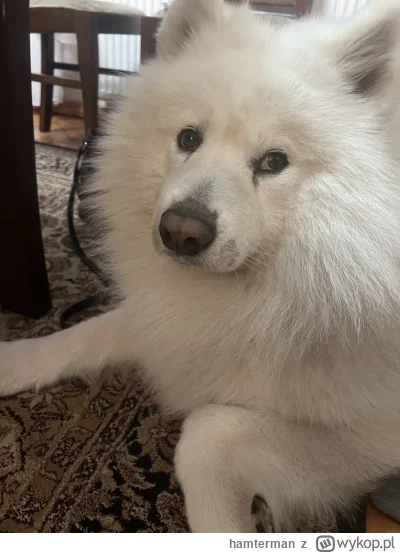 hamterman - @hamterman w bonusie Gacek smutny że nie dostanie więcej kiełbasek (na ra...