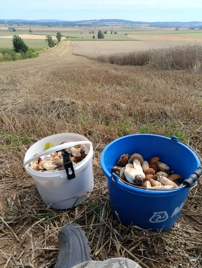 matizk1 - #grzyby się żyje na tej wsi