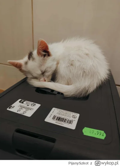 PijanySzkot - @PijanySzkot: