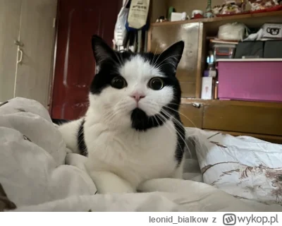 leonid_bialkow - @wfyokyga: przekaż 600 saszet a pomnożem twuj dochud pasywny