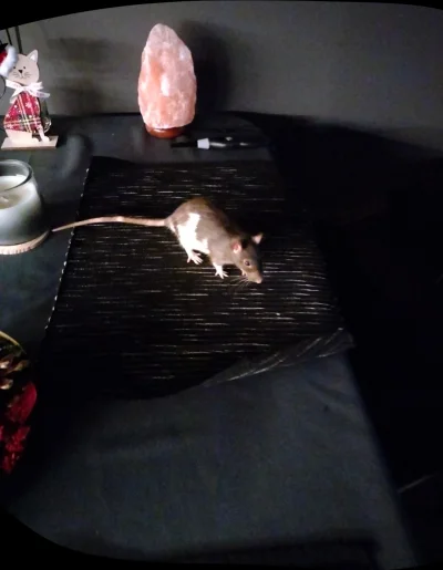 D.....k - Myszka na stole, kto to słyszał! (｡◕‿‿◕｡)
#szczuryposting #szczury #szczurk...