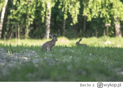 Ber3n - #zwierzaczki #tworczoscwlasna #fotografia