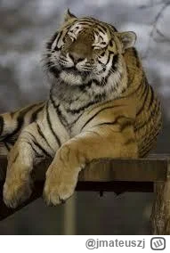 jmateuszj - #mecz O to chodziło, średni mecz, średni wynik. Udało się nie awansować n...