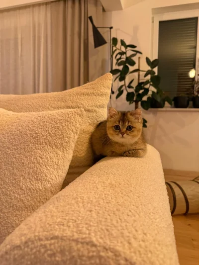 alaniedajemupaly - @alaniedajemupaly