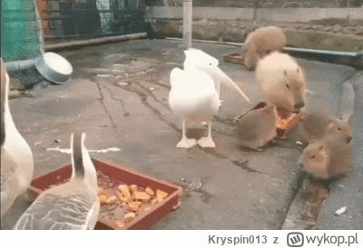 Kryspin013 - @wfyokyga: