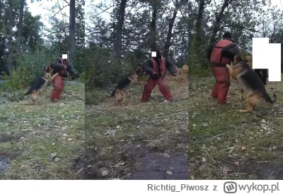 RichtigPiwosz - @zlotywkret: 
Przeżyłem niesprowokowany atak blisko 70 kg psa. Natura...