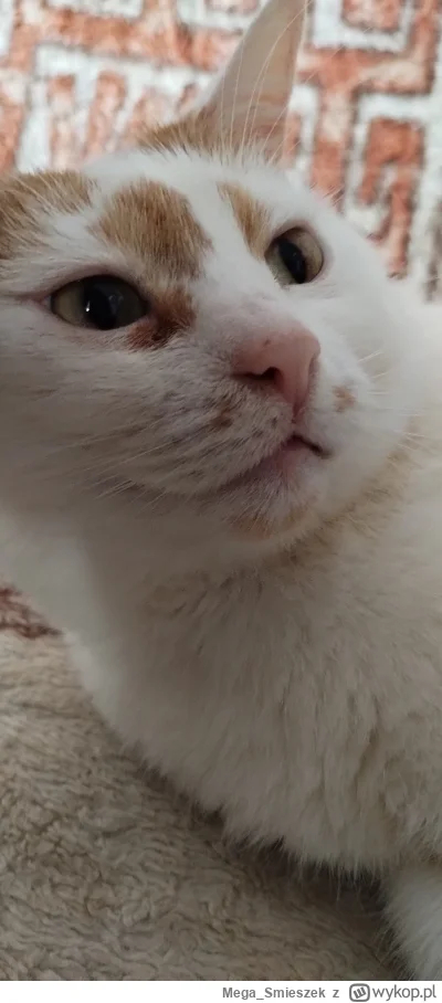 Mega_Smieszek - #koty #pokazkota