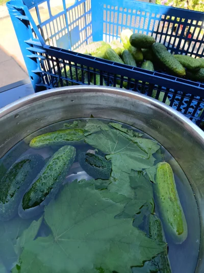 Marple - Jakie liście dajecie do kiszenia ogórków? Ja osobiście biorę z winogron. Tes...