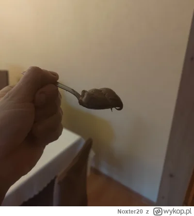 Noxter20 - Boże jakie to jest pyszne, x tyg tego nie jadłem 
#przegryw #dieta #mirkok...