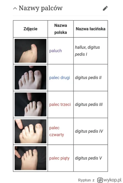Ryptun - Na Polskiej wikipedii użytkownik Mach240390 opisał każdy palec u stopy, zrob...