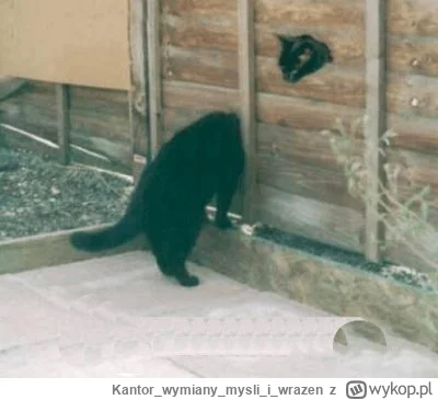 Kantorwymianymysliiwrazen - @frezjawdoniczce: ( ͡° ͜ʖ ͡°)ﾉ⌐■-■