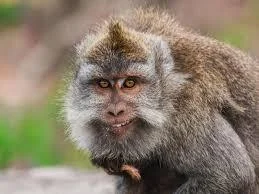 siekieromotyka - @cheeseandonion: maupkie