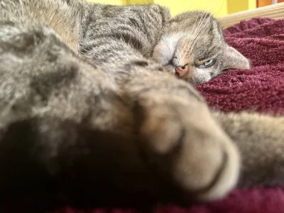 vica-vici - @zazdrosny