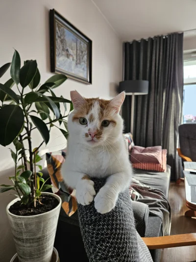 RicoElectrico - #pokazkota