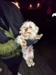 Lukaszpl18 - #limanowa   ale wy wiecie że to nie kamionka wygrał on został odrazu odn...