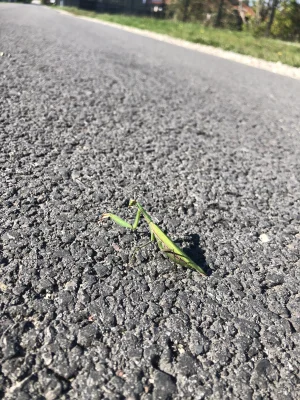 dorodny-agrest - Takiego ziomeczka spotkałem. #modliszki #modliszka #smiesznypiesek