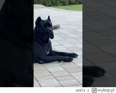 aldi7x - Chuligan
#heheszki #psy