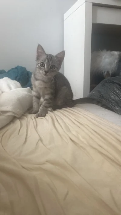 SunnO - Rośnie mi to kocię, nie nadążam z donoszeniem saszet ( ͡° ͜ʖ ͡°) 1100 gram mi...