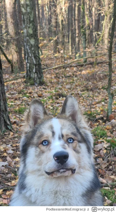 PodlasianinNaEmigracji - #porannypsiur #pies