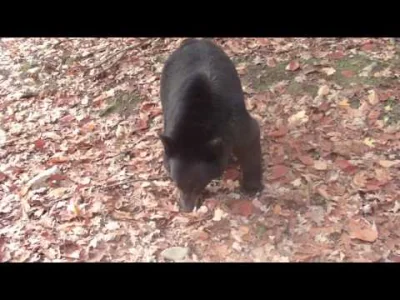 cerbera - Bardzo czesto "bluff charge" jest mylony atakiem i niestety bez weryfikacji...