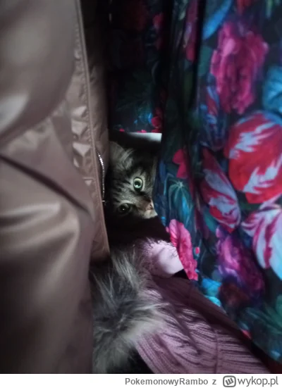 PokemonowyRambo - #koty #pokazkota 
Przyczajony tygrys w szafie.