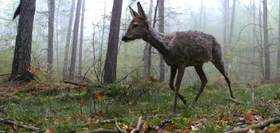 PanNemo - Witam witam, przychodzę z kolejnym ujęciem z fotopułapki ( ͡° ͜ʖ ͡°)

Posta...