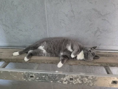 klefonafide - Kicia cziluje przed wizytą u weta

#koty #pokazkota #smiesznekotki
