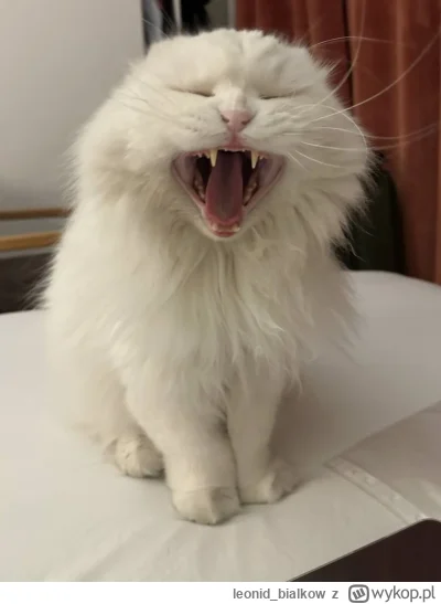 leonid_bialkow - najmilszy jes pierwotniak pantofelek