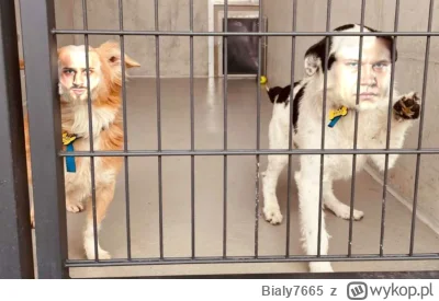 Bialy7665 - @NatalieWayne: Nie dostał pozwolenia na opuszczenie kojca