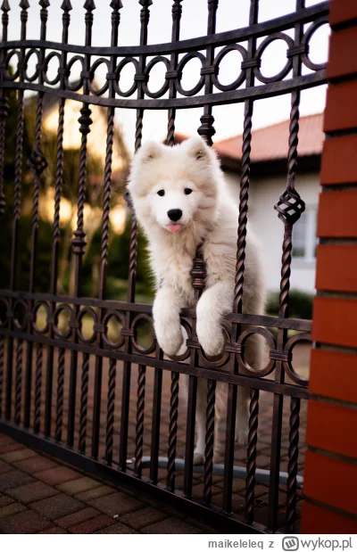 maikeleleq - @ProstolinijnyW tak jak reszta mówi, na 99% samojed