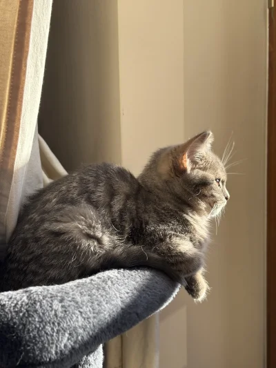 wybryk_natury - @downton przepiękny jest i te zielone oczka ʕ•ᴥ•ʔ
Miśka pozdrawia