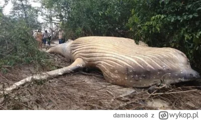 damianooo8 - #ciekawostki #creepy

Długopłetwiec oceaniczny (wieloryb) znaleziony mar...