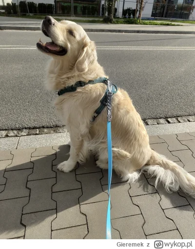 Gieremek - Popołudniowy spacerek odhaczony (｡◕‿‿◕｡)

#psiarze #psy #pokazpsa #pies