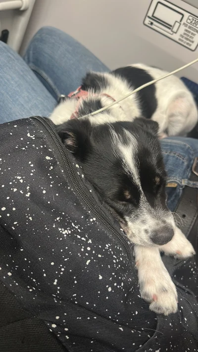 Miszza123 - @Ewertman ja też z pitbullem jechałem ostatnio pierwszy raz