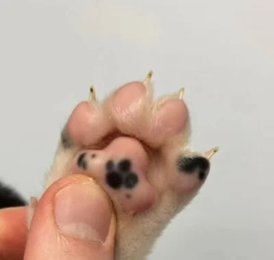 wybryk_natury - #zlodziejskiewybryki