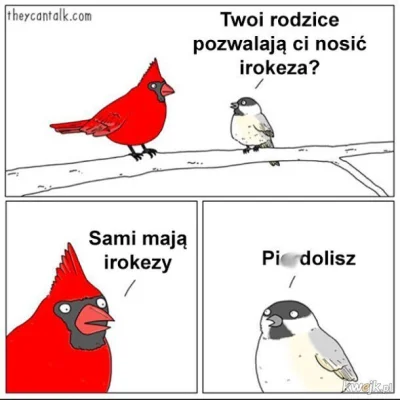 J3bacz2000 - @matixrr: ale śmieszny irokez ma ten gołomp