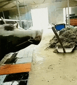 wfyokyga - Kruwka spryciulka