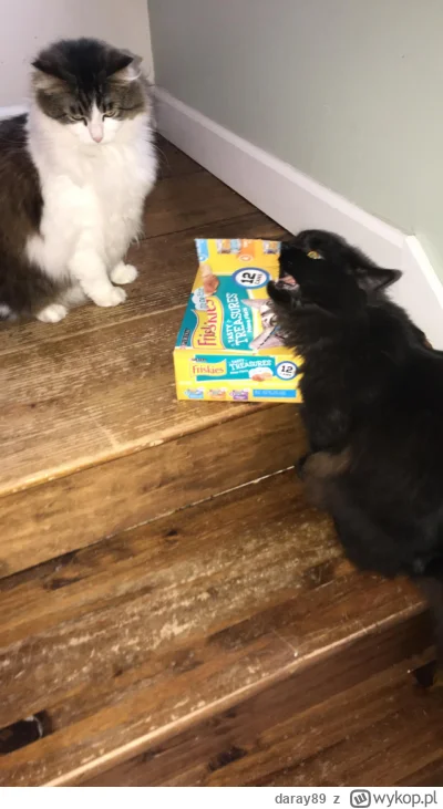 daray89 - #codziennykotopetany #dziwnekotki