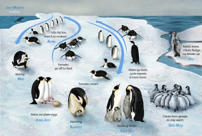 Lifelike - Cykl życia pingwina cesarskiego: