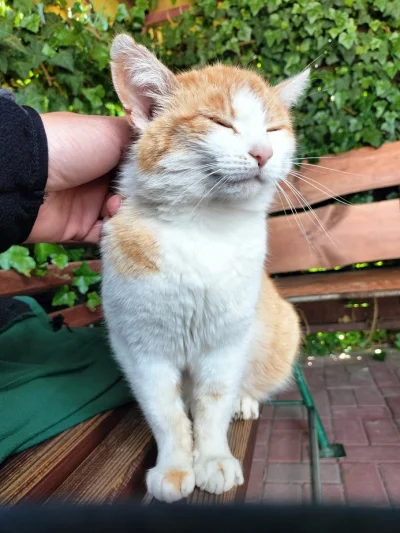 TankDriver - #koteczkizprzypadku Przypadkiem, przypadkowy kotek