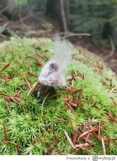 PrezesKarp - @PrezesKarp nie ma żadnych jadalnych, za to na nielicznych trujakach jes...