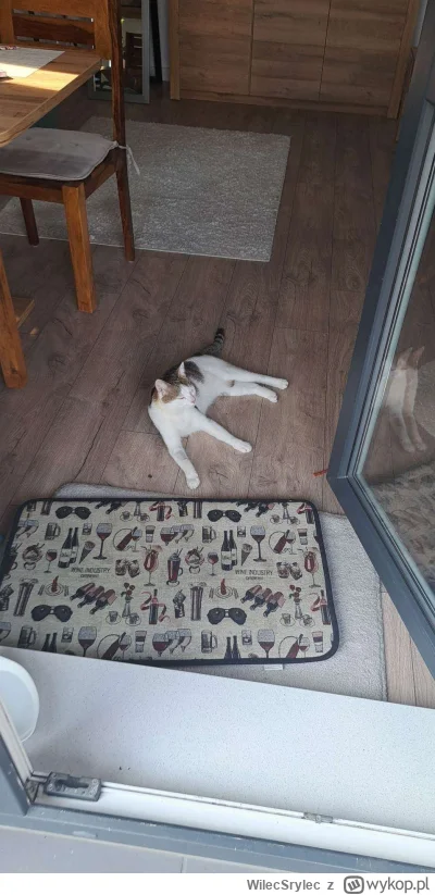 WilecSrylec - A od kilku tygodni taki piękny koteczek odwiedza mnie w moim domu 乁(♥ ʖ...