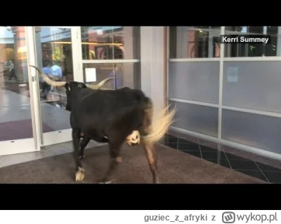 guzieczafryki - Krowa w USA wielkie rzeczy. Zdarza się :)