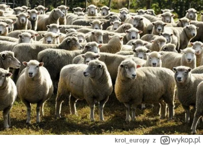 krol_europy - są owce, to trzeba strzyc?